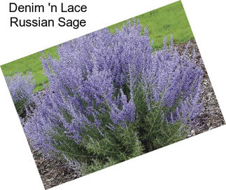 Denim \'n Lace Russian Sage