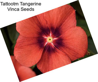 Tattootm Tangerine Vinca Seeds