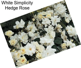 White Simplicity Hedge Rose