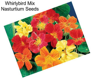 Whirlybird Mix Nasturtium Seeds