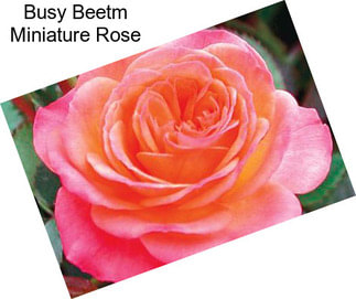 Busy Beetm Miniature Rose
