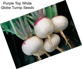 Purple Top White Globe Turnip Seeds