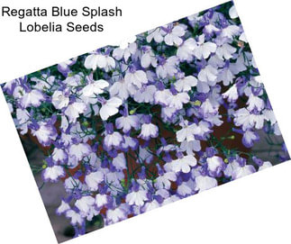 Regatta Blue Splash Lobelia Seeds