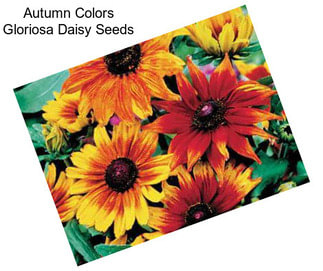 Autumn Colors Gloriosa Daisy Seeds