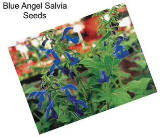 Blue Angel Salvia Seeds