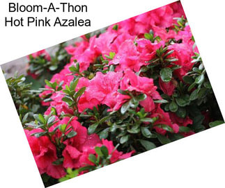 Bloom-A-Thon Hot Pink Azalea