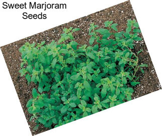 Sweet Marjoram Seeds