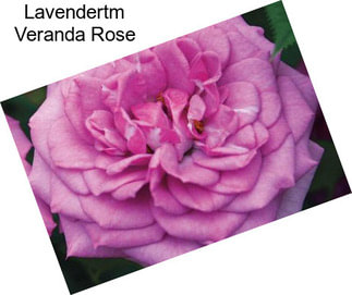 Lavendertm Veranda Rose