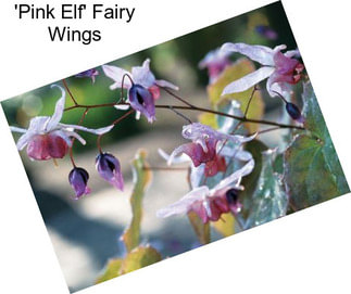 \'Pink Elf\' Fairy Wings