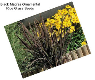 Black Madras Ornamental Rice Grass Seeds