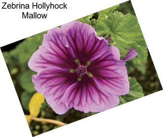 Zebrina Hollyhock Mallow