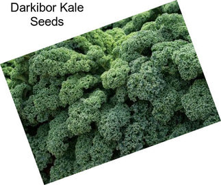 Darkibor Kale Seeds