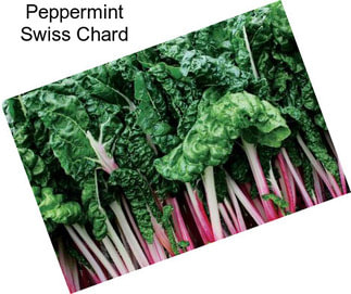 Peppermint Swiss Chard