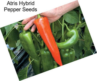 Atris Hybrid Pepper Seeds