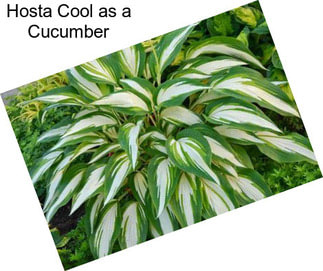 Hosta Cool as a Cucumber