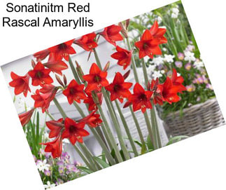 Sonatinitm Red Rascal Amaryllis