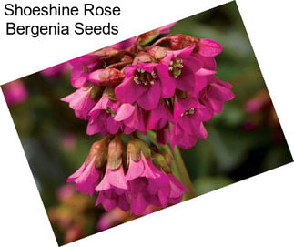 Shoeshine Rose Bergenia Seeds