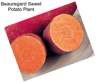 Beauregard Sweet Potato Plant