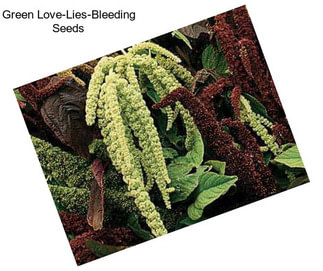 Green Love-Lies-Bleeding Seeds