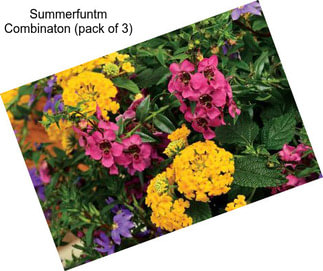 Summerfuntm Combinaton (pack of 3)
