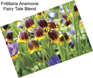 Fritillaria Anemone Fairy Tale Blend