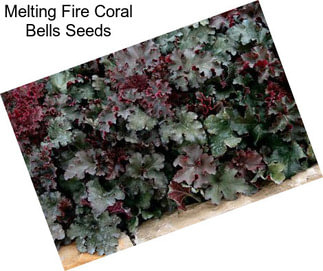 Melting Fire Coral Bells Seeds