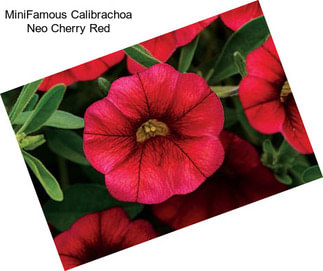 MiniFamous Calibrachoa Neo Cherry Red