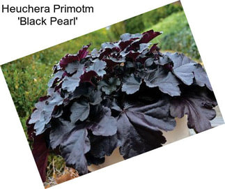 Heuchera Primotm \'Black Pearl\'