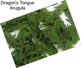 Dragon\'s Tongue Arugula