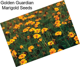 Golden Guardian Marigold Seeds