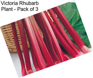 Victoria Rhubarb Plant - Pack of 3