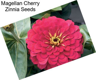 Magellan Cherry Zinnia Seeds