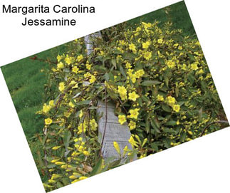 Margarita Carolina Jessamine