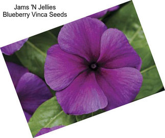 Jams \'N Jellies Blueberry Vinca Seeds