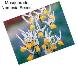 Masquerade Nemesia Seeds