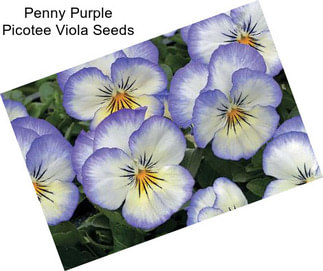 Penny Purple Picotee Viola Seeds
