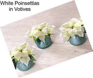 White Poinsettias in Votives