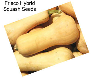 Frisco Hybrid Squash Seeds
