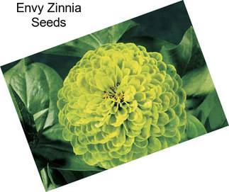 Envy Zinnia Seeds