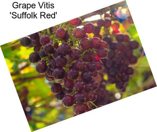 Grape Vitis \'Suffolk Red\'