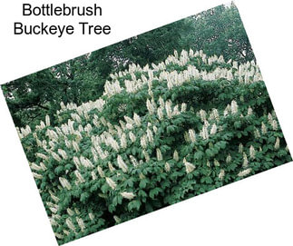 Bottlebrush Buckeye Tree