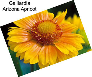 Gaillardia Arizona Apricot