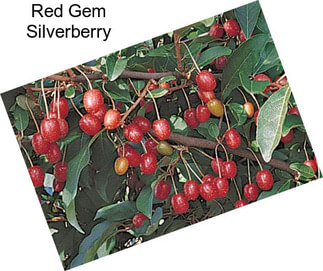 Red Gem Silverberry
