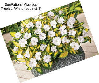 SunPatiens Vigorous Tropical White (pack of 3)