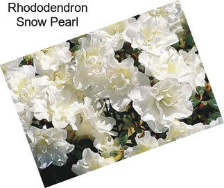 Rhododendron Snow Pearl