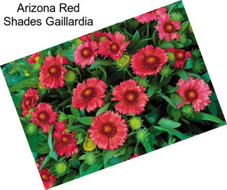 Arizona Red Shades Gaillardia