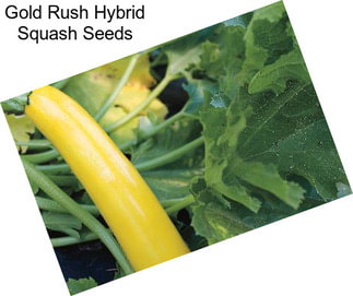 Gold Rush Hybrid Squash Seeds