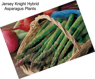 Jersey Knight Hybrid Asparagus Plants