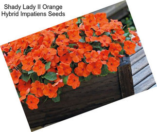 Shady Lady II Orange Hybrid Impatiens Seeds
