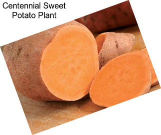 Centennial Sweet Potato Plant